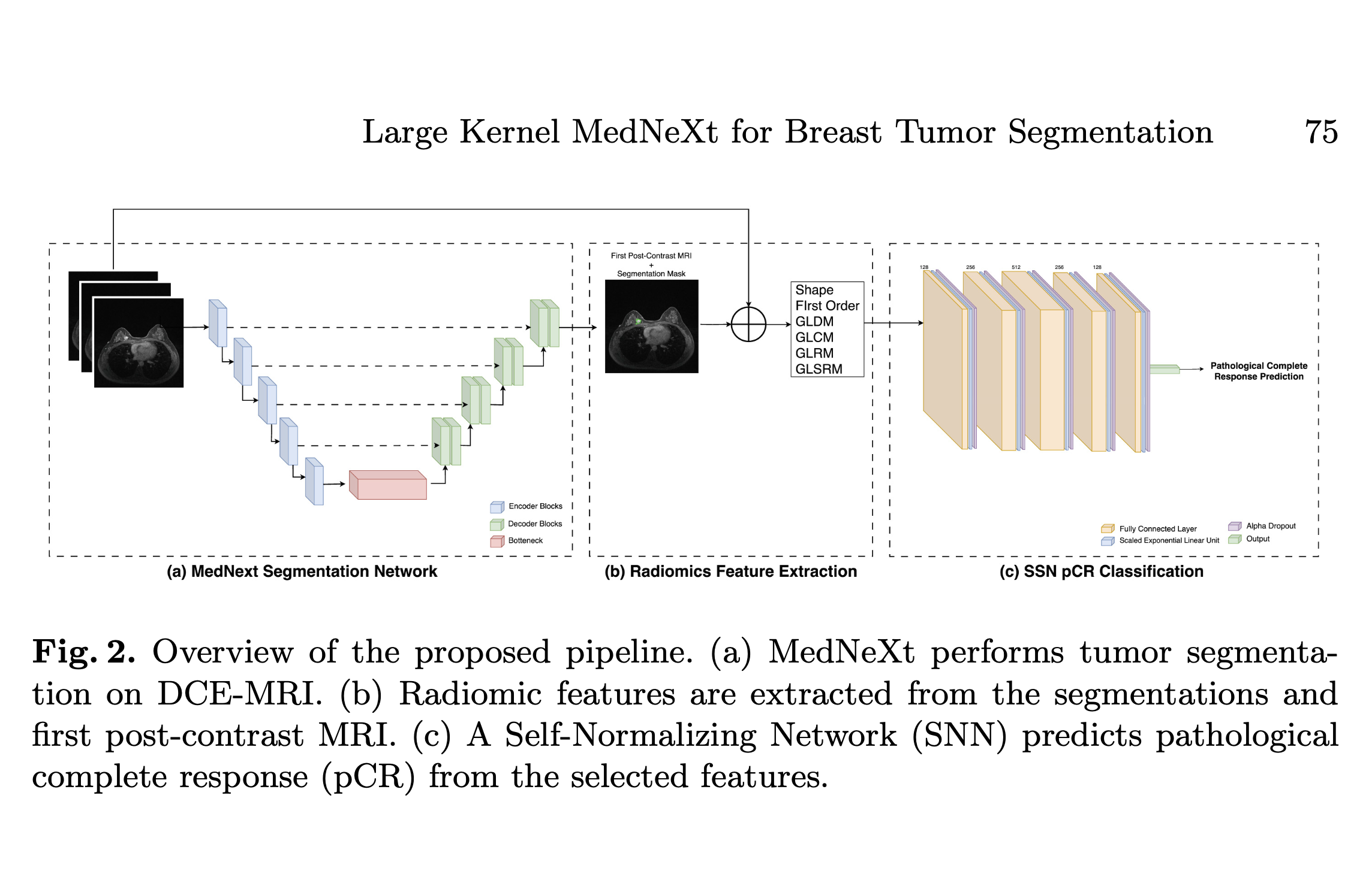 Large Kernel MedNeXt for Breast Tumor Segmentation